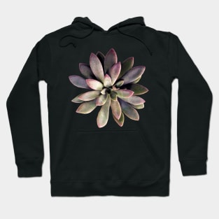 Suculenta Echeveria Carnicolor Hoodie